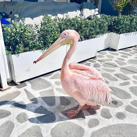 Apartment Provis No2 Mykonos